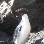 11macaroni_penguin