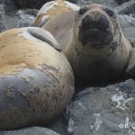 12south_american_sea_lion