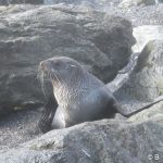 13south_american_fur_seal