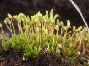 Notoligotrichum trichodon: one of the mosses eaten by geese 