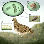 mple of the possible mechanism of endozoochorous dispersal of tardigrades by White-bellied Seedsnipe (Attagis malouinus).