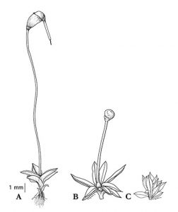 Potential reductions series in sporophyte size in Funariaceae: A. Funaria, B. Physcomitrium pyriforme. C: P. serratum (capsule hidden among leaves). 