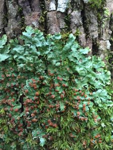 Lichen Ricasolia quercizans