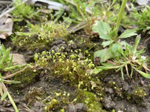 Funaria hygrometrica